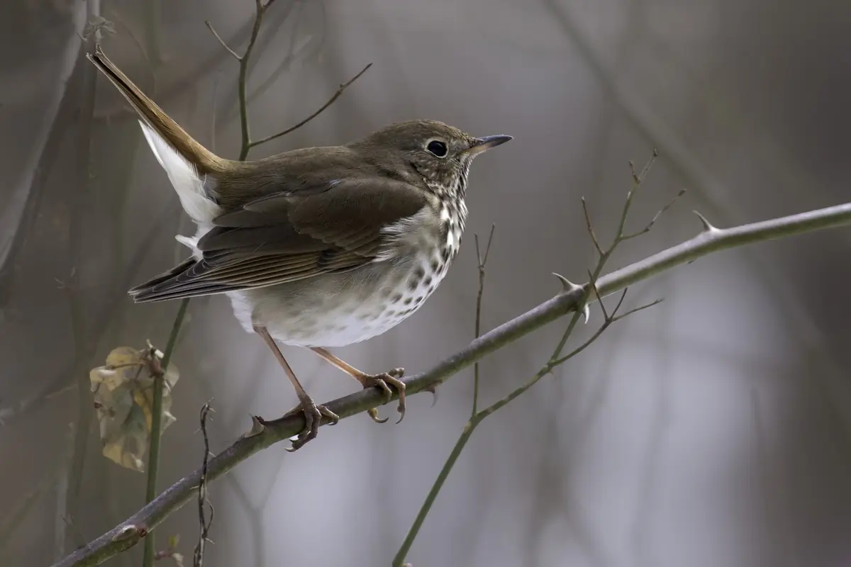 Hermit thrush