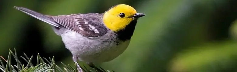 Hermit warbler