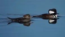 Hooded merganser
