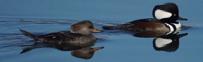 Hooded merganser