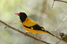 Hooded oriole