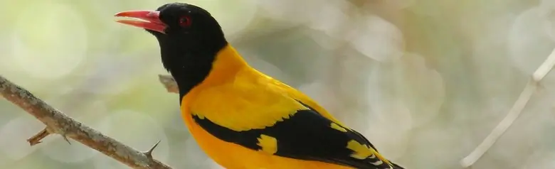 Hooded oriole