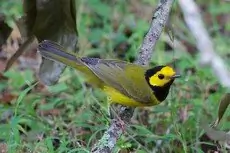 Hooded warbler