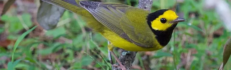 Hooded warbler