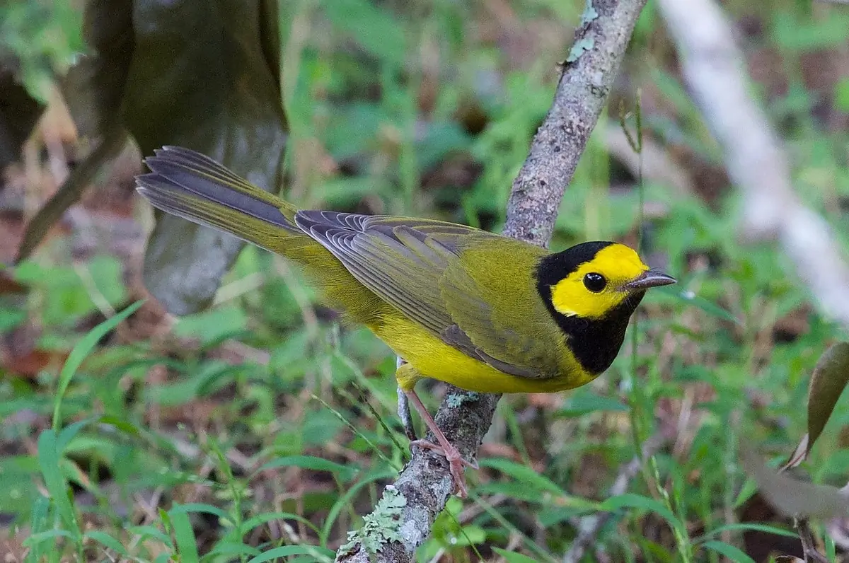 Hooded warbler