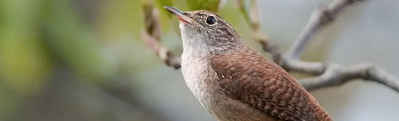 House wren