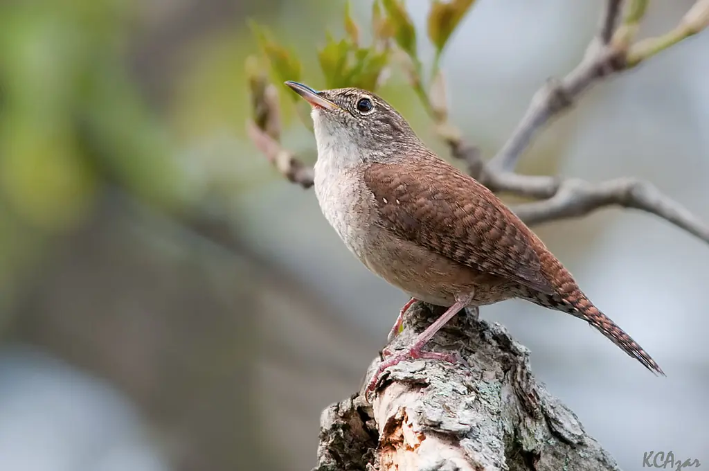 House wren