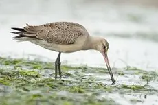 Hudsonian godwit