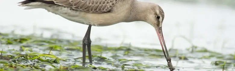 Hudsonian godwit