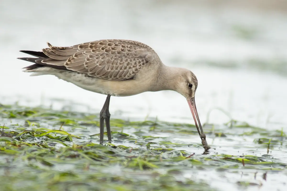 Hudsonian godwit