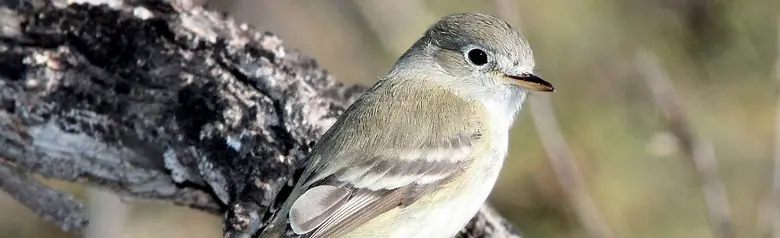 Hutton's vireo
