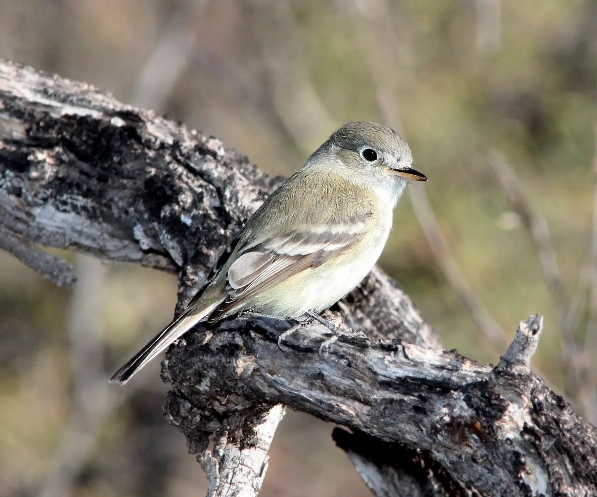 Hutton's vireo