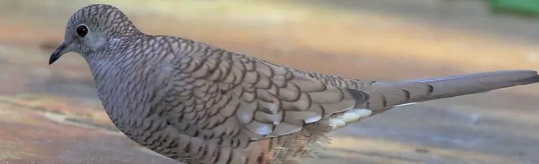 Inca dove