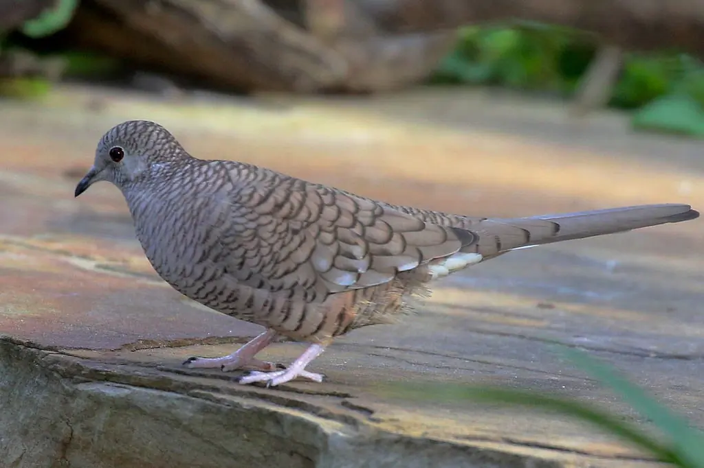Inca dove