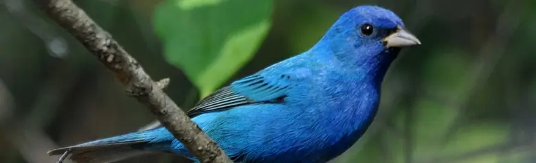 Indigo bunting