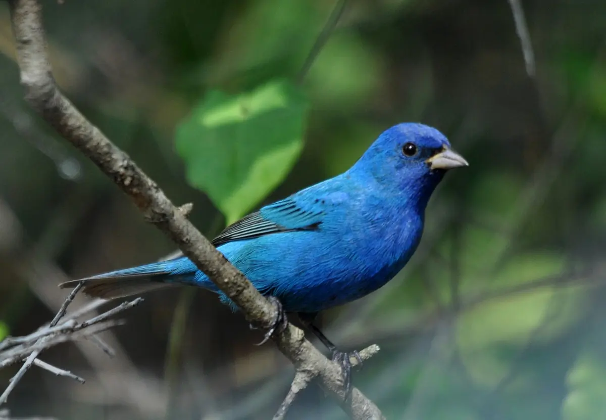 Indigo bunting