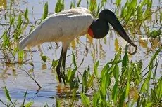 Jabiru