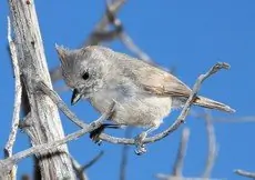 Juniper titmouse