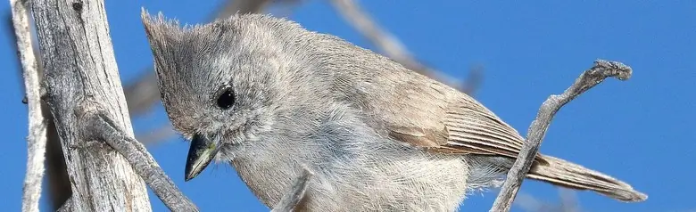 Juniper titmouse