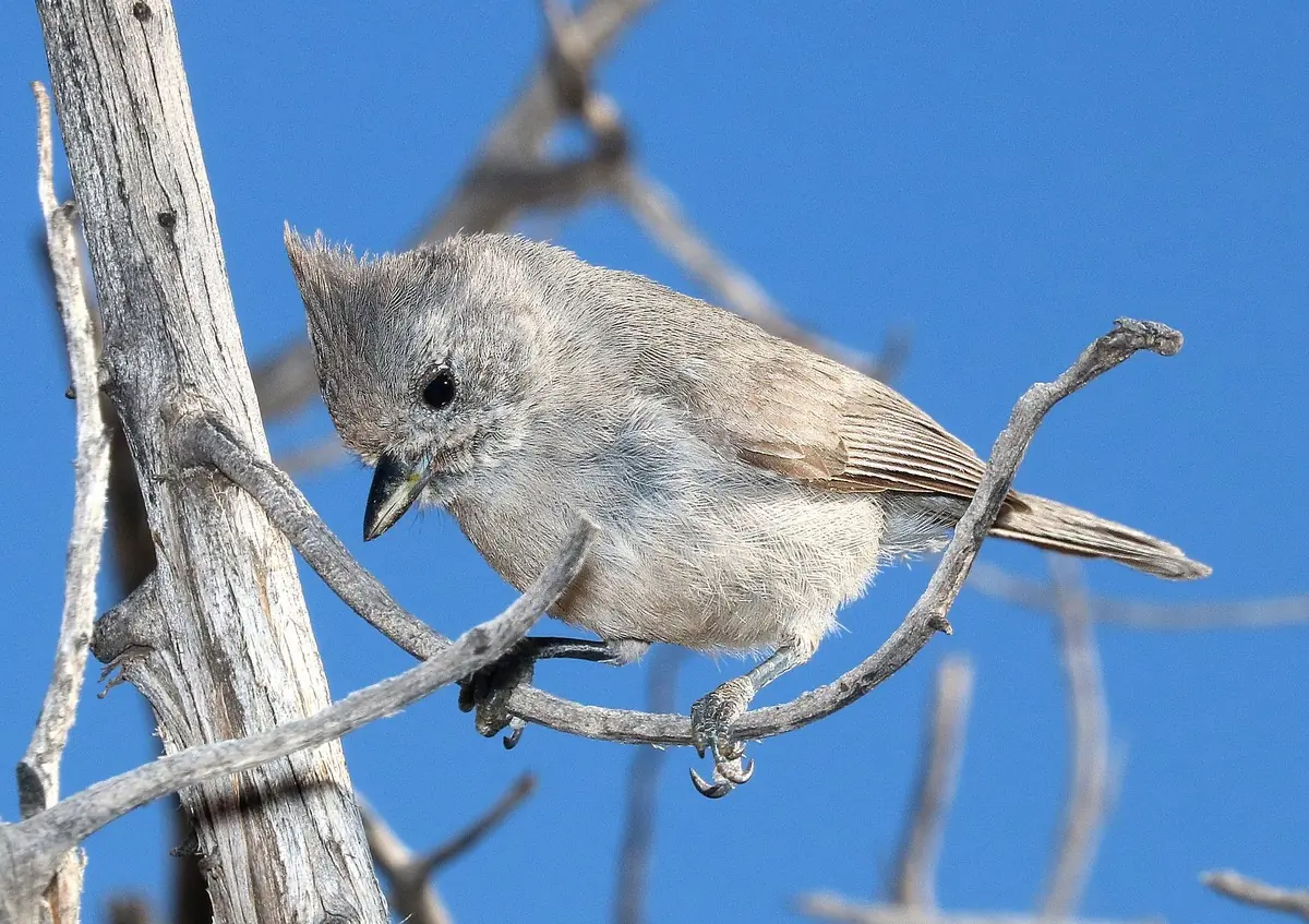 Juniper titmouse