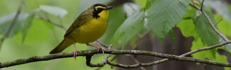 Kentucky warbler