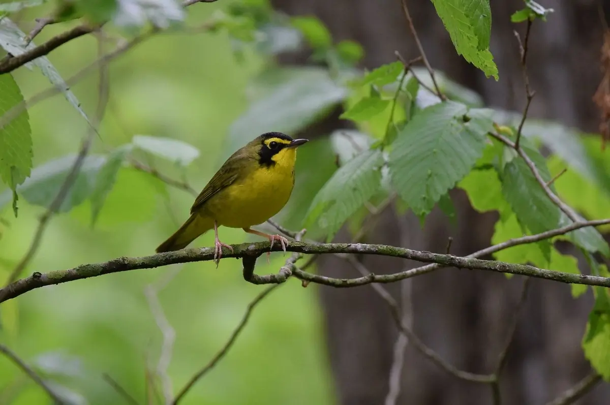 Kentucky warbler