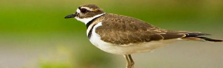 Killdeer