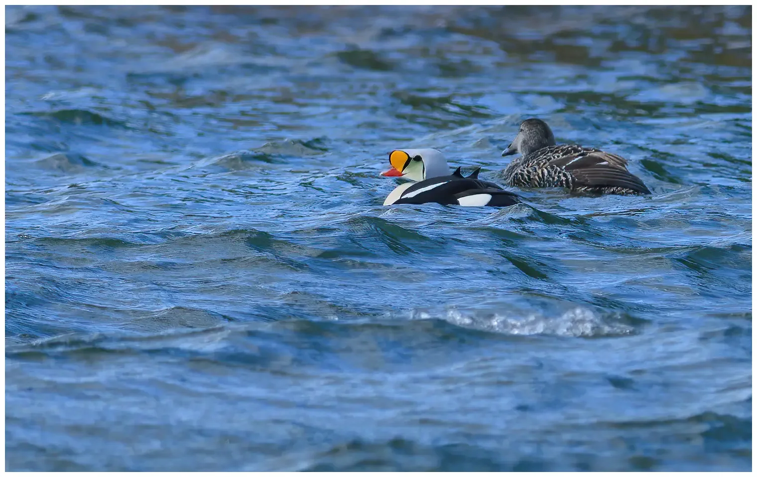 King eider
