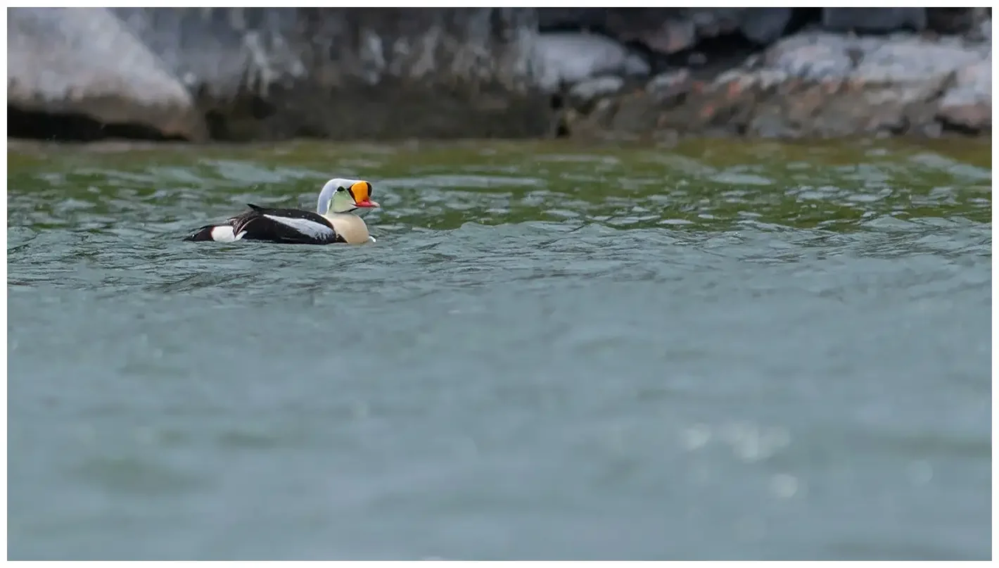 King eider