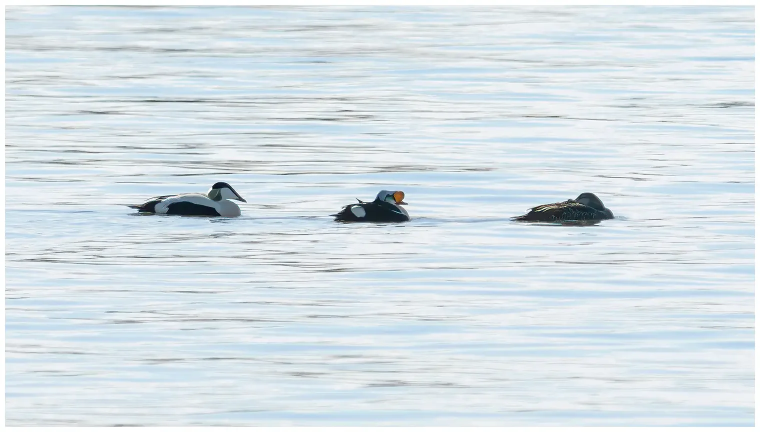 King eider