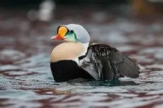 King eider