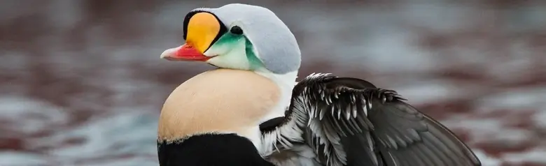 King eider