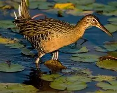 King rail