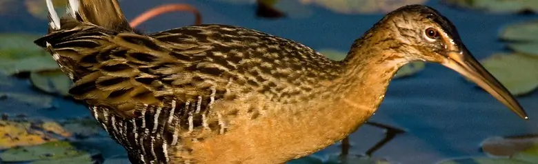 King rail