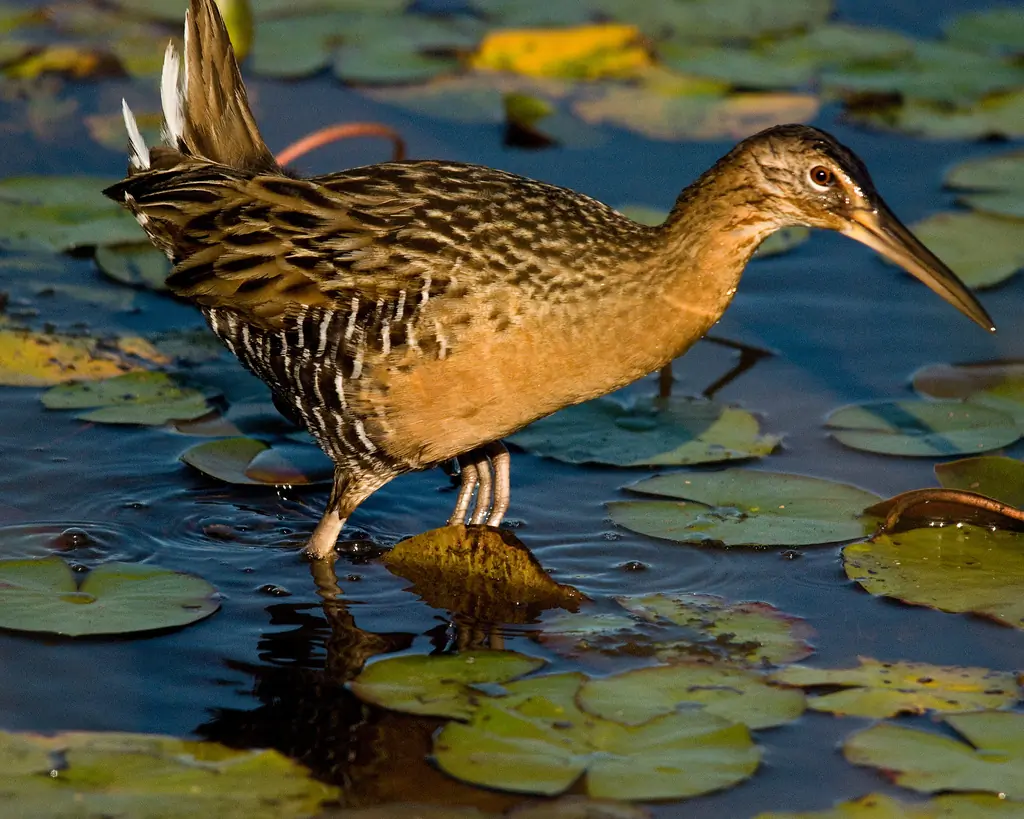 King rail