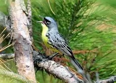 Kirtland's warbler