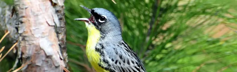 Kirtland's warbler