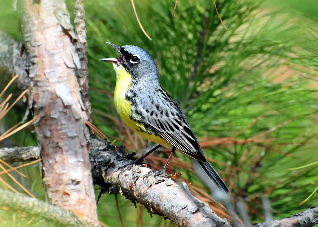 Kirtland's warbler