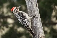 Ladder-backed woodpecker