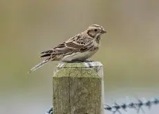 Lapland longspur