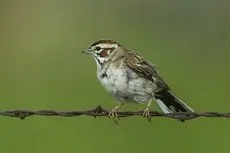 Lark sparrow