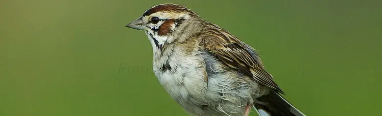 Lark sparrow