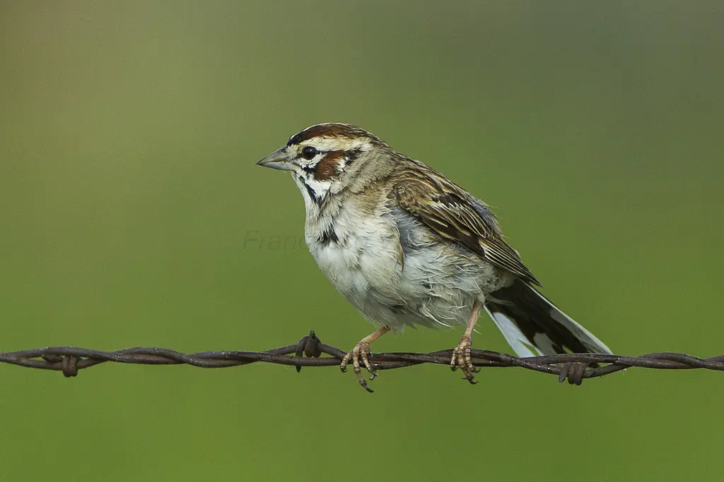 Lark sparrow