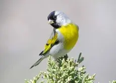 Lawrence's goldfinch