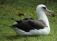 Laysan albatross