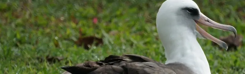 Laysan albatross