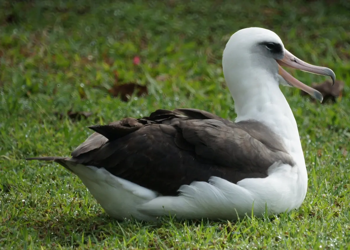 Laysan albatross
