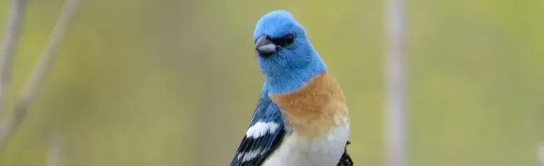 Lazuli bunting