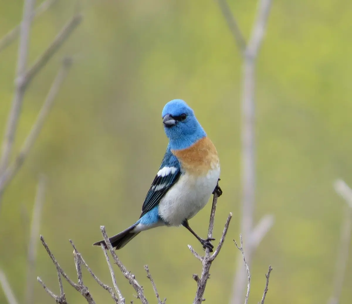 Lazuli bunting