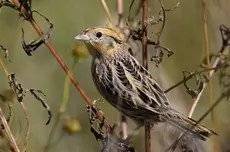 Le Conte's sparrow